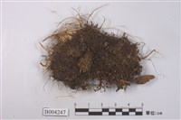 藏品(密葉鞭蘚)的圖片